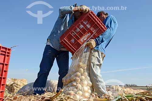  Rural workers bagging onions during harvest  - Monte Alto city - Sao Paulo state (SP) - Brazil