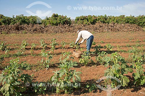  Manual harvest of okra - farm  - Taquaritinga city - Sao Paulo state (SP) - Brazil