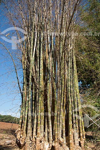  Detail of bamboo trees  - Taquaritinga city - Sao Paulo state (SP) - Brazil