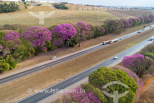  Picture taken with drone of Handroanthus impetiginosus bordering snippet of the Washington Luis Highway (SP-310)  - Cordeiropolis city - Sao Paulo state (SP) - Brazil