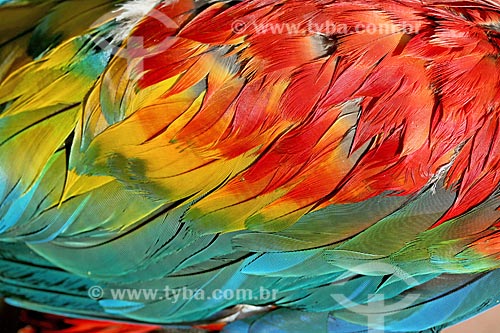  Detail of green-winged macaw (Ara chloropterus) - also known as Red-and-green Macaw  - Amazonas state (AM) - Brazil