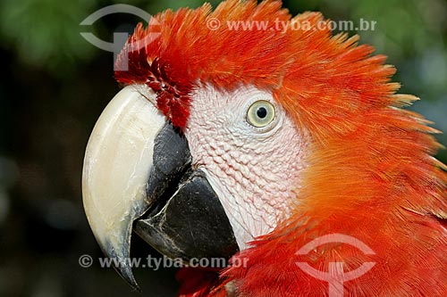  Detail of green-winged macaw (Ara chloropterus) - also known as Red-and-green Macaw  - Amazonas state (AM) - Brazil