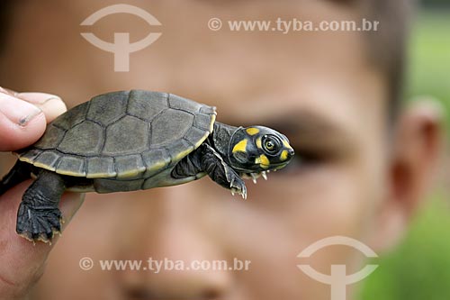  Detail of riverine boy holding puppy of giant south american river turtle (Podocnemis expansa) - Uatuma River  - Amazonas state (AM) - Brazil