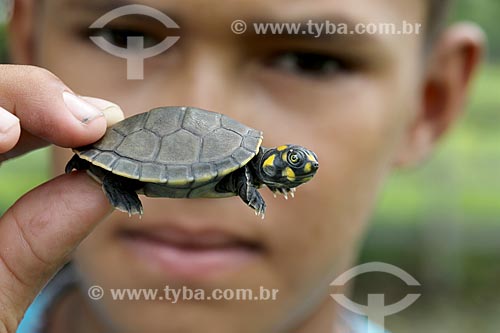  Detail of riverine boy holding puppy of giant south american river turtle (Podocnemis expansa) - Uatuma River  - Amazonas state (AM) - Brazil