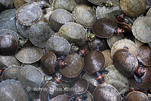  Puppies of giant south american river turtle (Podocnemis expansa) - Uatuma River  - Amazonas state (AM) - Brazil