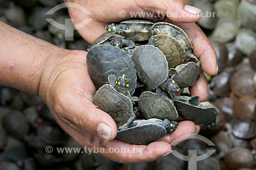 Detail of riverine boy holding puppies of giant south american river turtle (Podocnemis expansa) - Uatuma River  - Amazonas state (AM) - Brazil