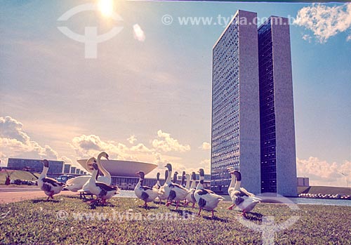  Geese opposite to National Congress during the construction of Brasilia  - Brasilia city - Distrito Federal (Federal District) (DF) - Brazil