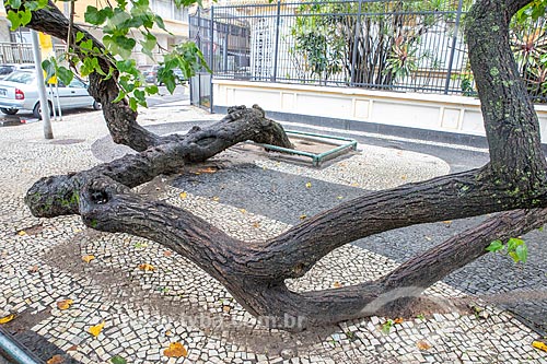  Detail of tree trunk supported on Atlantica Avenue  - Rio de Janeiro city - Rio de Janeiro state (RJ) - Brazil