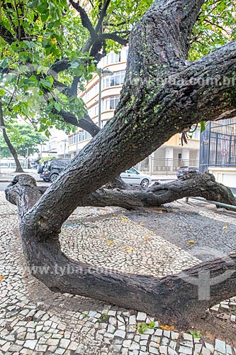  Detail of tree trunk supported on Atlantica Avenue  - Rio de Janeiro city - Rio de Janeiro state (RJ) - Brazil