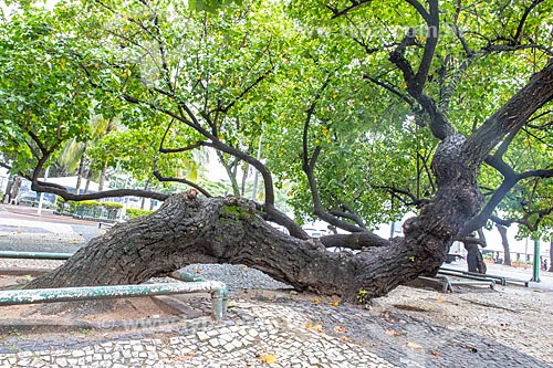  Detail of tree trunk supported on Atlantica Avenue  - Rio de Janeiro city - Rio de Janeiro state (RJ) - Brazil