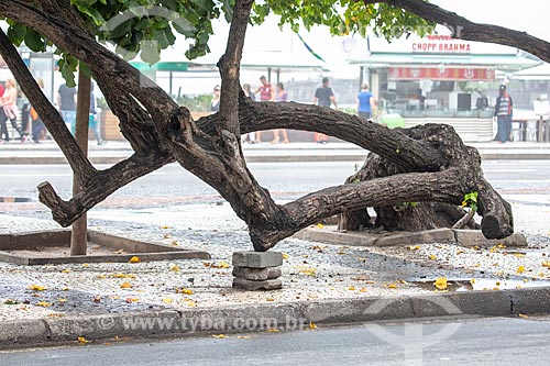  Tree trunk supported on Atlantica Avenue  - Rio de Janeiro city - Rio de Janeiro state (RJ) - Brazil