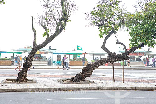  Tree trunk supported on Atlantica Avenue  - Rio de Janeiro city - Rio de Janeiro state (RJ) - Brazil