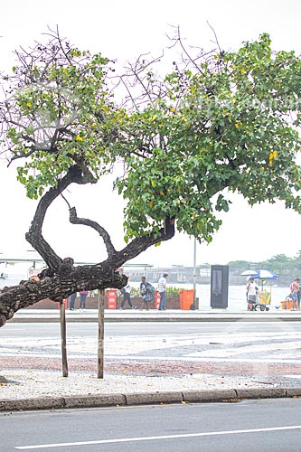  Tree trunk supported on Atlantica Avenue  - Rio de Janeiro city - Rio de Janeiro state (RJ) - Brazil