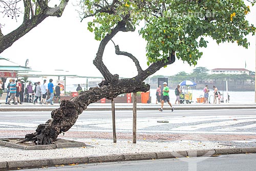  Tree trunk supported on Atlantica Avenue  - Rio de Janeiro city - Rio de Janeiro state (RJ) - Brazil