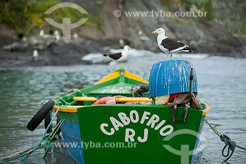  Seagull - Cabo Frio city waterfront  - Cabo Frio city - Rio de Janeiro state (RJ) - Brazil