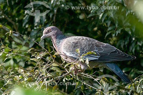  Picazuro pigeon (Patagioenas picazuro) - Serrinha do Alambari Environmental Protection Area  - Resende city - Rio de Janeiro state (RJ) - Brazil