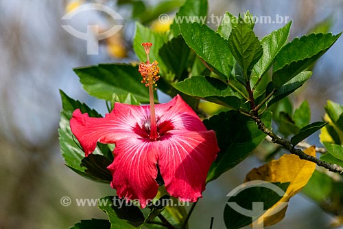  Detail of chinese hibiscus (Hibiscus rosa-sinensis) - Serrinha do Alambari Environmental Protection Area  - Resende city - Rio de Janeiro state (RJ) - Brazil
