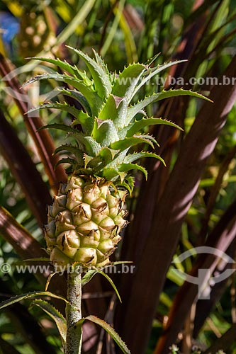  Pineapple (Ananas comosus) - Serrinha do Alambari Environmental Protection Area  - Resende city - Rio de Janeiro state (RJ) - Brazil