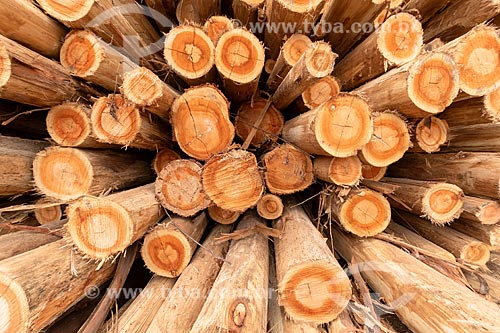  Detail of pile of eucalyptus - Veracel Celulose plantation  - Eunapolis city - Bahia state (BA) - Brazil