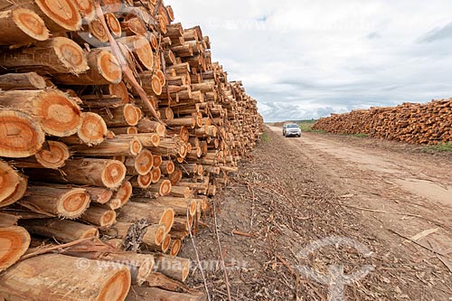  Pile of eucalyptus - Veracel Celulose plantation  - Eunapolis city - Bahia state (BA) - Brazil