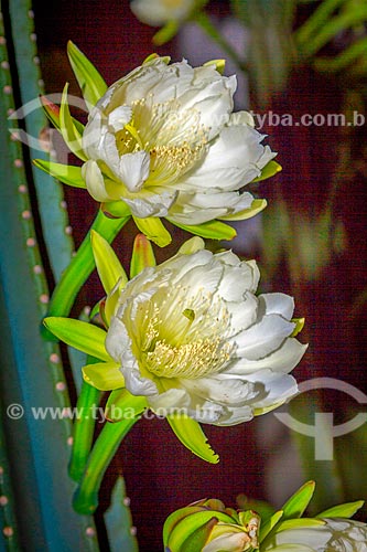  Detail of cereus jamacaru flower - Guarani city rural zone  - Guarani city - Minas Gerais state (MG) - Brazil