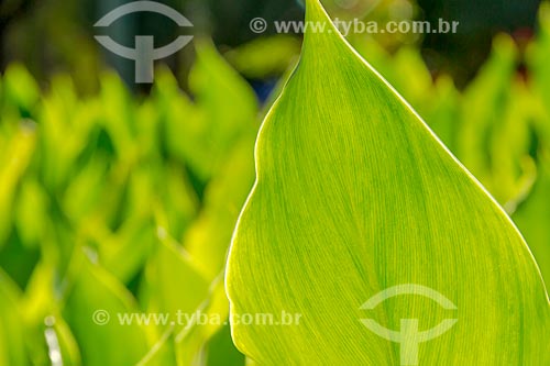  Detail of leafs - Guarani city rural zone  - Guarani city - Minas Gerais state (MG) - Brazil