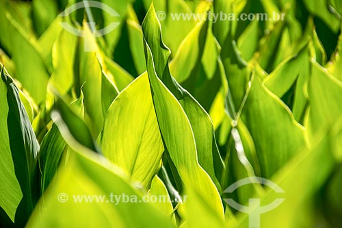  Detail of leafs - Guarani city rural zone  - Guarani city - Minas Gerais state (MG) - Brazil