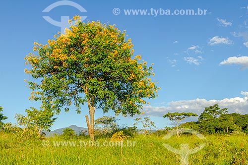  Yellow trumpetbush (Tecoma stans) - Guarani city rural zone  - Guarani city - Minas Gerais state (MG) - Brazil
