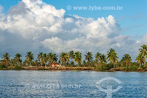  Palm tree on the banks of the Francisco River  - Piacabucu city - Alagoas state (AL) - Brazil