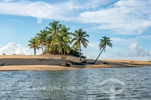  Palm tree on the banks of the Francisco River - Piacabucu APA  - Piacabucu city - Alagoas state (AL) - Brazil