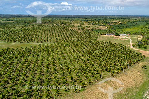  Dwarf coconut tree plantation irrigated by the Sao Francisco River  - Pacatuba city - Sergipe state (SE) - Brazil