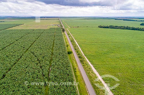  Picture taken with drone of the bananas plantation irrigated by the Sao Francisco River on the banks of the SE-204 highway  - Neopolis city - Sergipe state (SE) - Brazil