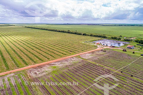  Picture taken with drone of the orchard of lemons irrigated by the Sao Francisco River  - Neopolis city - Sergipe state (SE) - Brazil