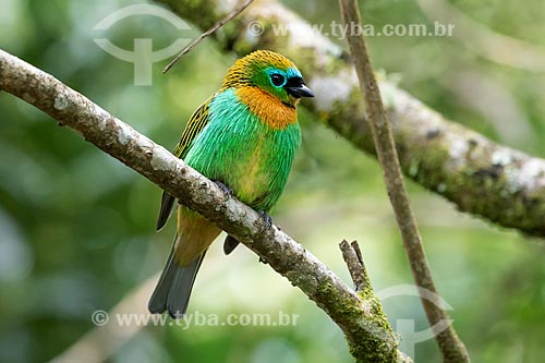  Detail of brassy-breasted tanager (Tangara desmaresti)  - Morretes city - Parana state (PR) - Brazil