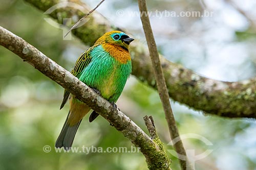  Detail of brassy-breasted tanager (Tangara desmaresti)  - Morretes city - Parana state (PR) - Brazil