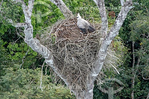  Detail of nest of the Harpy Eagle (Harpia harpyja) - Veracel/Veracruz Station Private Natural Heritage Reserve  - Porto Seguro city - Bahia state (BA) - Brazil