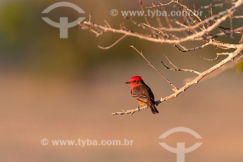  Detail of scarlet flycatcher (Pyrocephalus rubinus)  - Mato Grosso do Sul state (MS) - Brazil