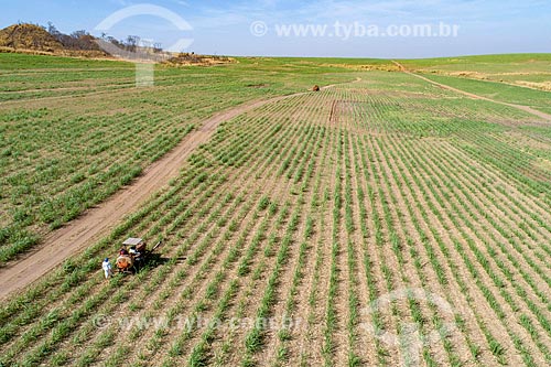  Picture taken with drone of the tractor - applying defensives in canavial  - Taquaritinga city - Sao Paulo state (SP) - Brazil