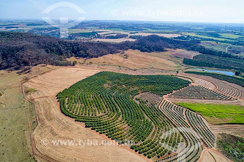  Picture taken with drone of the orchard of mango and lemon  - Taquaritinga city - Sao Paulo state (SP) - Brazil