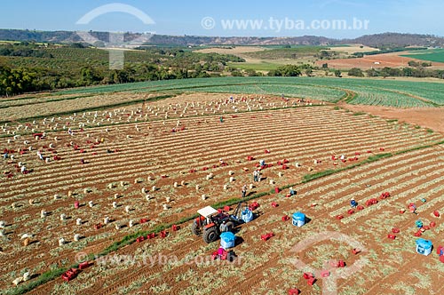  Picture taken with drone of the manual harvest of onion (Allium cepa)  - Monte Alto city - Sao Paulo state (SP) - Brazil