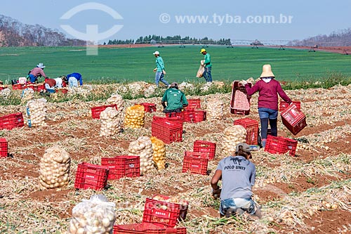  Manual harvest of onion (Allium cepa)  - Monte Alto city - Sao Paulo state (SP) - Brazil
