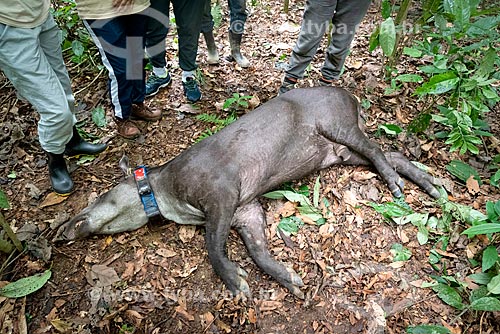  Tapir (Tapirus terrestris) sedated for application of necklace GPS to monitoring for animal - Guapiacu Ecological Reserve  - Cachoeiras de Macacu city - Rio de Janeiro state (RJ) - Brazil