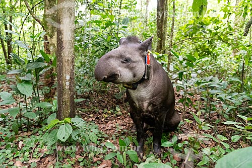  Tapir (Tapirus terrestris) with necklace GPS to monitoring for animal - Guapiacu Ecological Reserve  - Cachoeiras de Macacu city - Rio de Janeiro state (RJ) - Brazil