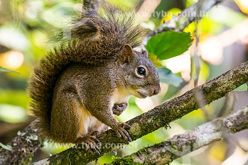  Detail of brazilian squirrel (Sciurus aestuans) - Serrinha do Alambari Environmental Protection Area  - Resende city - Rio de Janeiro state (RJ) - Brazil