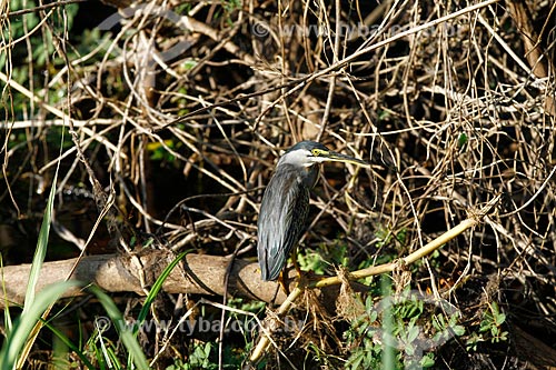  Detail of striated heron (Butorides striata)  - Amazonas state (AM) - Brazil