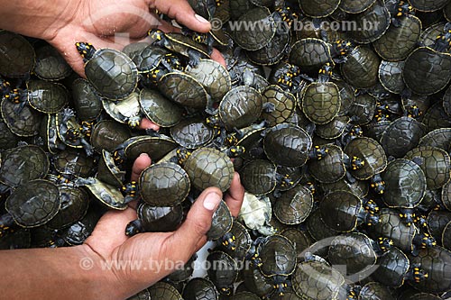  Detail of puppies of giant south american river turtle (Podocnemis expansa) - Pe-de-Pincha Project  - Amazonas state (AM) - Brazil