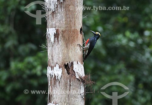  Detail of yellow-tufted woodpecker (Melanerpes cruentatus)  - Amazonas state (AM) - Brazil
