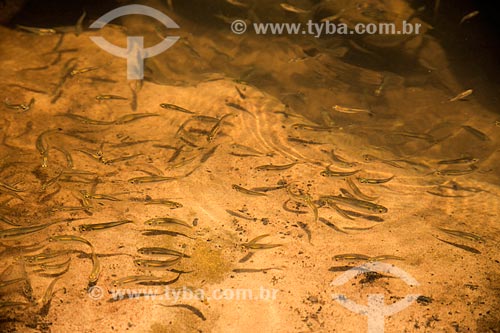  Astyanax shoal - river  - Caiaponia city - Goias state (GO) - Brazil