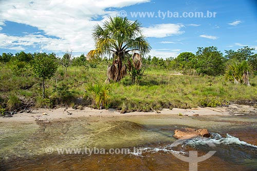  Bacuri tree (Scheelea phalerata) on the banks of the Agua Limpa River (Clear Water River)  - Caiaponia city - Goias state (GO) - Brazil