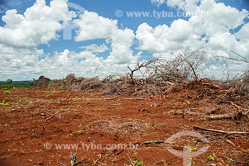  Deforested area with typical vegetation of cerrado for expansion of soybean plantation area  - Caiaponia city - Goias state (GO) - Brazil